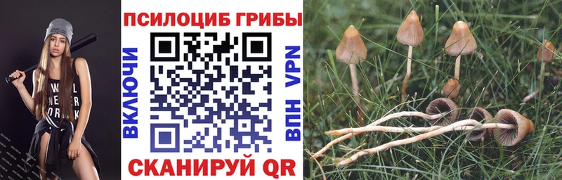 сколько стоит  Горнозаводск  Галлюциногенные грибы Cubensis 